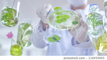 A laboratory background features scientist is examining a petri dish filled with green leaves being in front of face, and there are other glass containers with plants and liquids floating around them A laboratory background features scientist is examining a petri dish filled with green leaves being in front of face, and there are other glass containers with plants and liquids floating around them 118459403