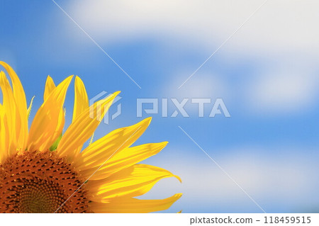 Landscape with summer flowers 118459515