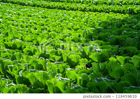 A highland cabbage field illuminated by the morning sun 118459610