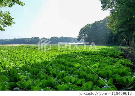 A highland cabbage field illuminated by the morning sun 118459613