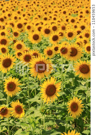 Landscape with summer flowers 118459653