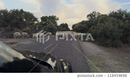Herd of sheep blocking vehicles on rural road at dusk Herd of sheep blocking vehicles on rural road at dusk 118459698