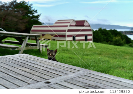 Scenery of Tashirojima, an isolated island in Ishinomaki, Miyagi Prefecture 118459820