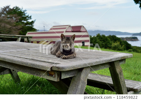 Scenery of Tashirojima, an isolated island in Ishinomaki, Miyagi Prefecture Scenery of Tashirojima, an isolated island in Ishinomaki, Miyagi Prefecture 118459822