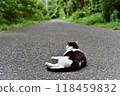 Scenery of Tashirojima, an isolated island in Ishinomaki, Miyagi Prefecture Scenery of Tashirojima, an isolated island in Ishinomaki, Miyagi Prefecture 118459832