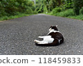 Scenery of Tashirojima, an isolated island in Ishinomaki, Miyagi Prefecture Scenery of Tashirojima, an isolated island in Ishinomaki, Miyagi Prefecture 118459833