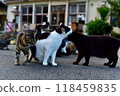 Scenery of Tashirojima, an isolated island in Ishinomaki, Miyagi Prefecture Scenery of Tashirojima, an isolated island in Ishinomaki, Miyagi Prefecture 118459835