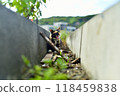 Scenery of Tashirojima, an isolated island in Ishinomaki, Miyagi Prefecture Scenery of Tashirojima, an isolated island in Ishinomaki, Miyagi Prefecture 118459838