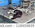 Scenery of Tashirojima, an isolated island in Ishinomaki, Miyagi Prefecture Scenery of Tashirojima, an isolated island in Ishinomaki, Miyagi Prefecture 118459839
