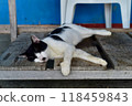 Scenery of Tashirojima, an isolated island in Ishinomaki, Miyagi Prefecture Scenery of Tashirojima, an isolated island in Ishinomaki, Miyagi Prefecture 118459843