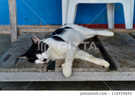 Scenery of Tashirojima, an isolated island in Ishinomaki, Miyagi Prefecture Scenery of Tashirojima, an isolated island in Ishinomaki, Miyagi Prefecture 118459843