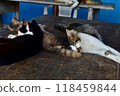 Scenery of Tashirojima, an isolated island in Ishinomaki, Miyagi Prefecture Scenery of Tashirojima, an isolated island in Ishinomaki, Miyagi Prefecture 118459844