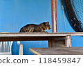 Scenery of Tashirojima, an isolated island in Ishinomaki, Miyagi Prefecture Scenery of Tashirojima, an isolated island in Ishinomaki, Miyagi Prefecture 118459847
