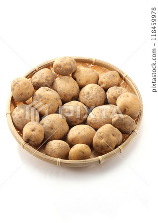 新鮮土豆 新鮮土豆 118459978