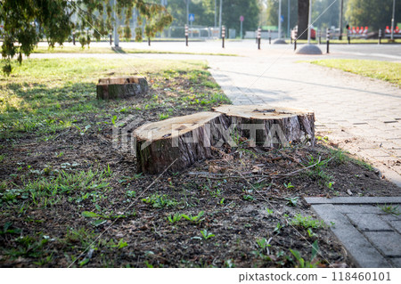 Large stumps of a felled tree next to the sidewalk 118460101