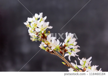 櫻花花枝盛開黑板背景入學考試新學期形象 118460184