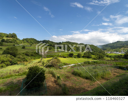 Scenery of the Inabuchi rice terraces in Asuka Village 118460327