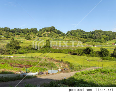 Scenery of the Inabuchi rice terraces in Asuka Village 118460331