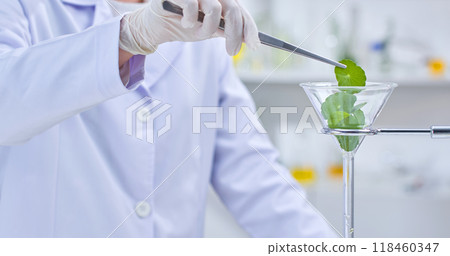 A scientist in a white lab coat and gloves uses tweezers to place green centella into a glass funnel in a laboratory setting. There are other plants, beakers, and lab equipment in the background. 118460347