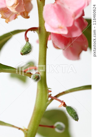 Balsam fruit formed after the flowers have finished blooming 118460624