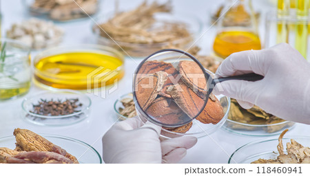 Dried brown wood slices in petri dishes are observed by the doctor through a magnifying glass, surrounded by other herbs and lab equipment. This image sample used for the research a natural medicine. 118460941