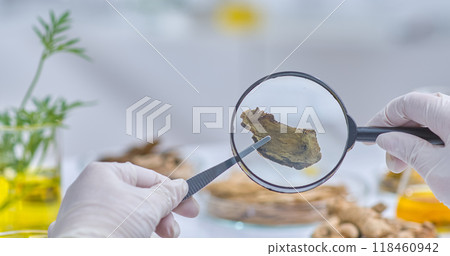 A scientist's gloved hand uses tweezers to hold a piece of dried root under a magnifying glass. The lab setting highlighting approach of studying natural ingredients and detail of herbs. 118460942