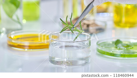 A scientist uses tweezers to carefully extract the essence of rosemary from a sprig of rosemary into a beaker of clear liquid, showcasing a meticulous approach to scientific study. 118460944