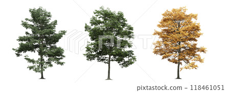 big tree, isolate on a transparent background, 3d illustration big tree, isolate on a transparent background, 3d illustration 118461051