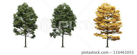 big tree, isolate on a transparent background, 3d illustration 118461053