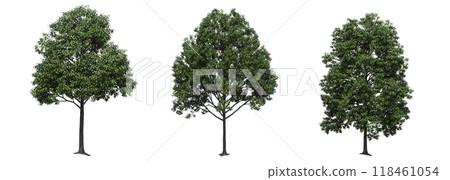 big tree, isolate on a transparent background, 3d illustration 118461054