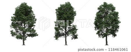 big tree, isolate on a transparent background, 3d illustration big tree, isolate on a transparent background, 3d illustration 118461061