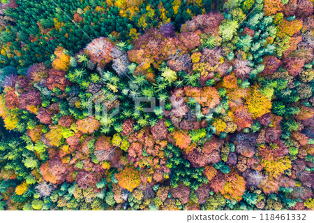 Impressive colorful autumn landscape of trees Impressive colorful autumn landscape of trees 118461332