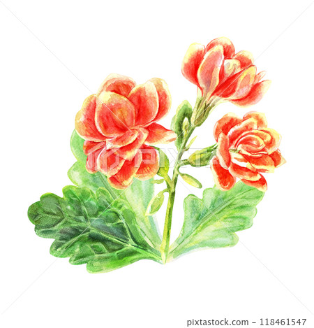 Kalanchoe flowers and leaves of succulents bouquet. Watercolor hand painted illustration isolated on white background. Decoration for greeting cards, wedding invitations, birthday celebrations 118461547