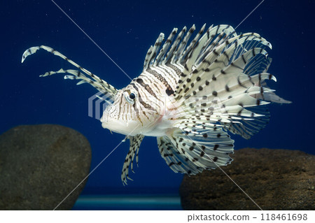 Lionfish Lionfish 118461698