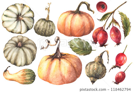 Pumpkins with rose hips. Watercolor wild red briar fruits, dog rose fall harvest elements set. Isolated from background. Autumn illustration Hand drawn design for thanksgiving, halloween greeting card 118462794