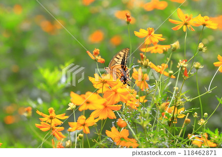 A swallowtail butterfly flies around in search of nectar from yellow cosmos A swallowtail butterfly flies around in search of nectar from yellow cosmos 118462871