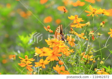 一隻燕尾蝴蝶飛來飛去，從波斯樹上尋找花蜜。 118462872
