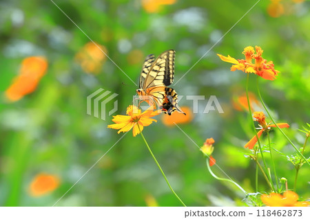 A swallowtail butterfly flies around in search of nectar from yellow cosmos A swallowtail butterfly flies around in search of nectar from yellow cosmos 118462873