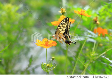 A swallowtail butterfly flies around in search of nectar from yellow cosmos A swallowtail butterfly flies around in search of nectar from yellow cosmos 118462878