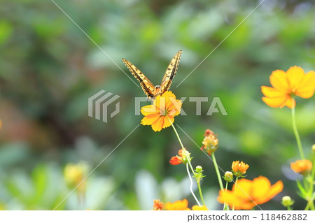 一隻燕尾蝴蝶飛來飛去，從波斯樹上尋找花蜜。 118462882