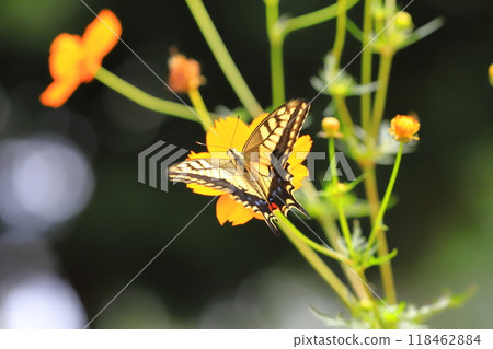 A swallowtail butterfly flies around in search of nectar from yellow cosmos A swallowtail butterfly flies around in search of nectar from yellow cosmos 118462884