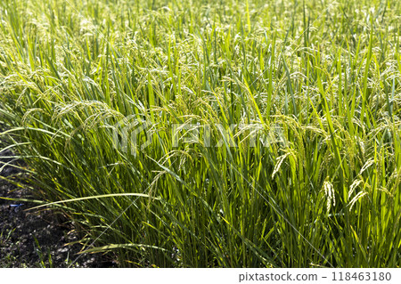 Rice early harvest Rice early harvest 118463180