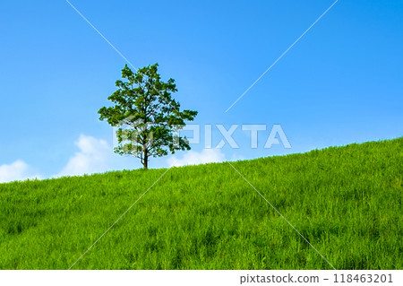 草地樹木和天空 118463201