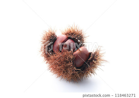 Autumn delicacy: chestnuts with burrs Autumn delicacy: chestnuts with burrs 118463271
