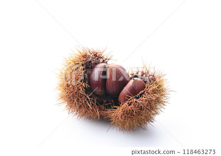 Autumn delicacy: chestnuts with burrs 118463273