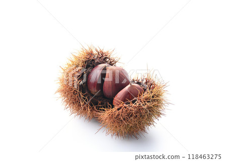 Autumn delicacy: chestnuts with burrs Autumn delicacy: chestnuts with burrs 118463275