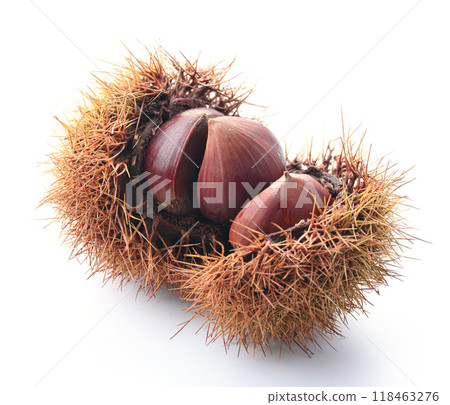 秋天的味道：帶毛的栗子 118463276