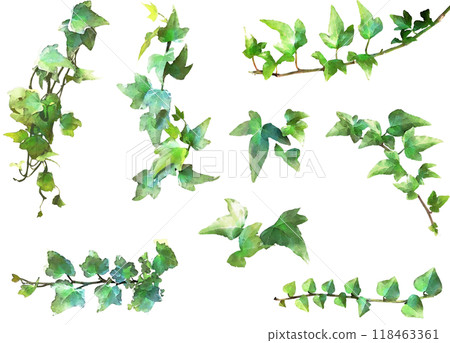 Decorative plant illustration material set 8 (Ivy 2) Decorative plant illustration material set 8 (Ivy 2) 118463361