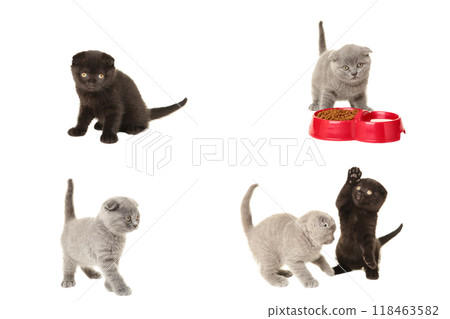Collage of beautiful grey and black cats isolated on white background 118463582