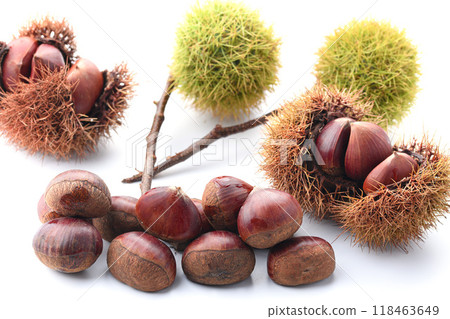 秋味栗（白底） 118463649